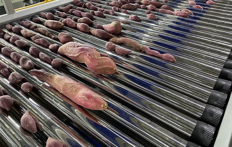images/1686912391493sweet potato sorting line.jpg